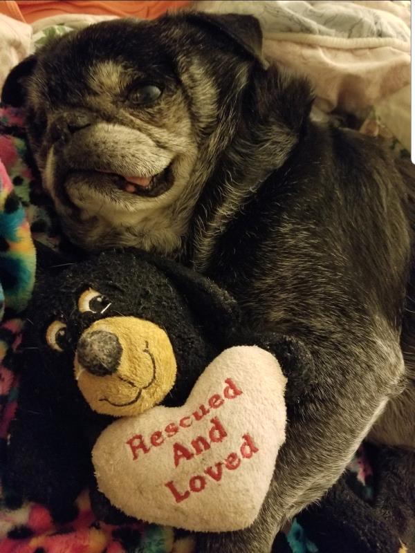 /images/uploads/pug nation rescue of los angeles/pugnation2020/entries/11365thumb.jpg